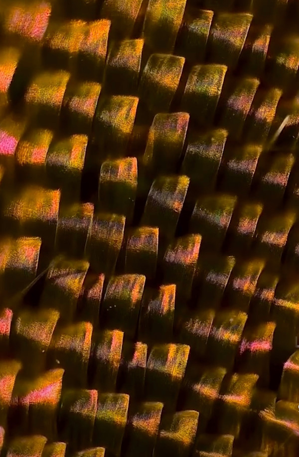 Macro 53 by Robin Moore
