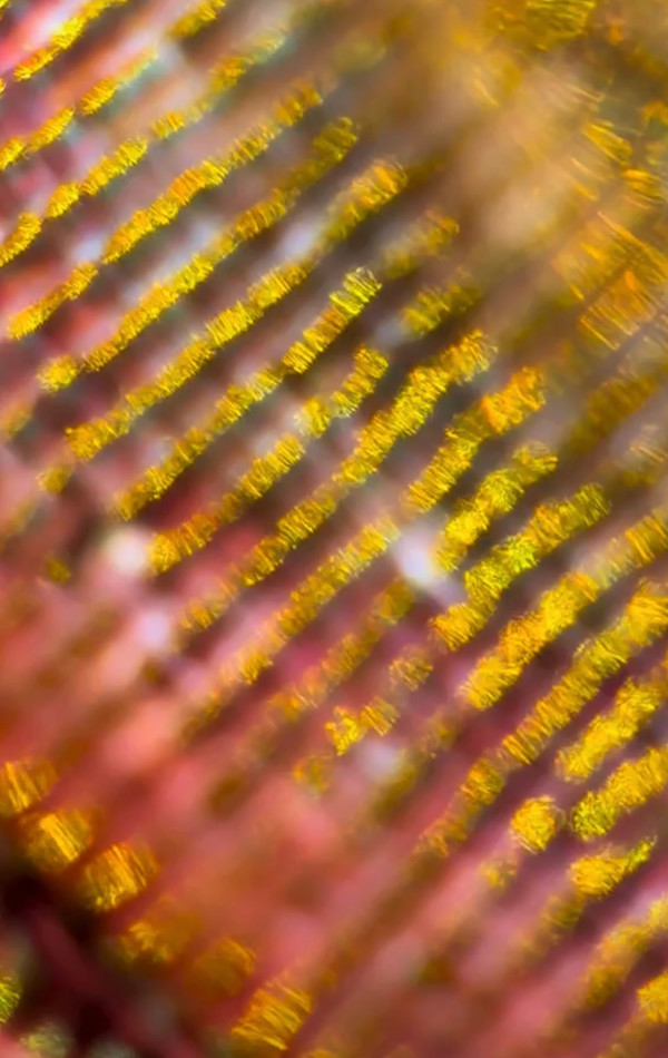 Macro 51 by Robin Moore