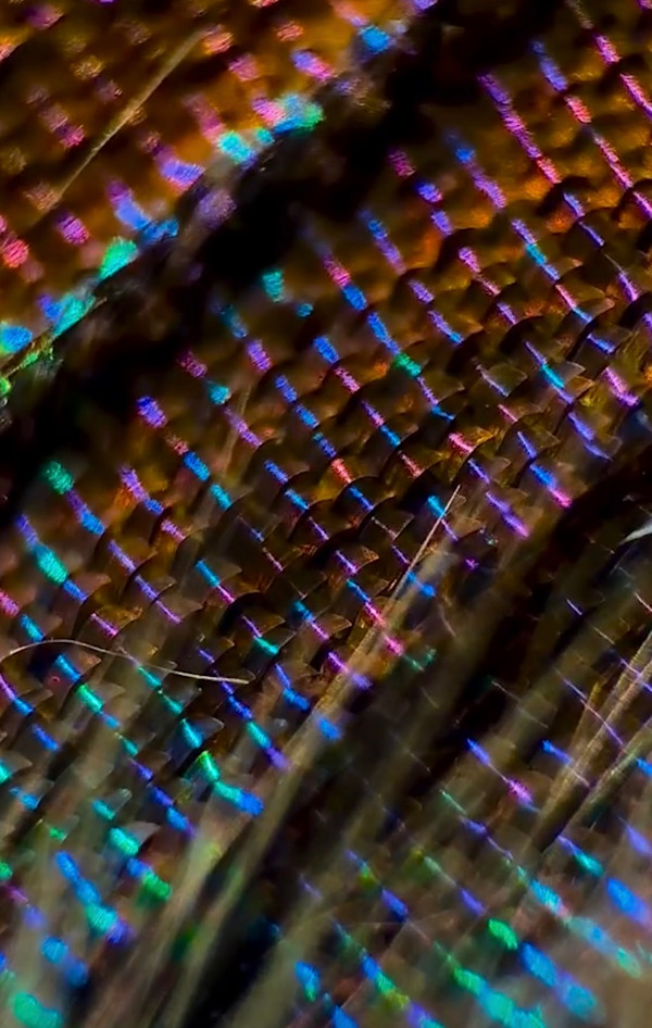 Macro 50 by Robin Moore
