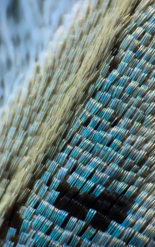Macro 45 by Robin Moore
