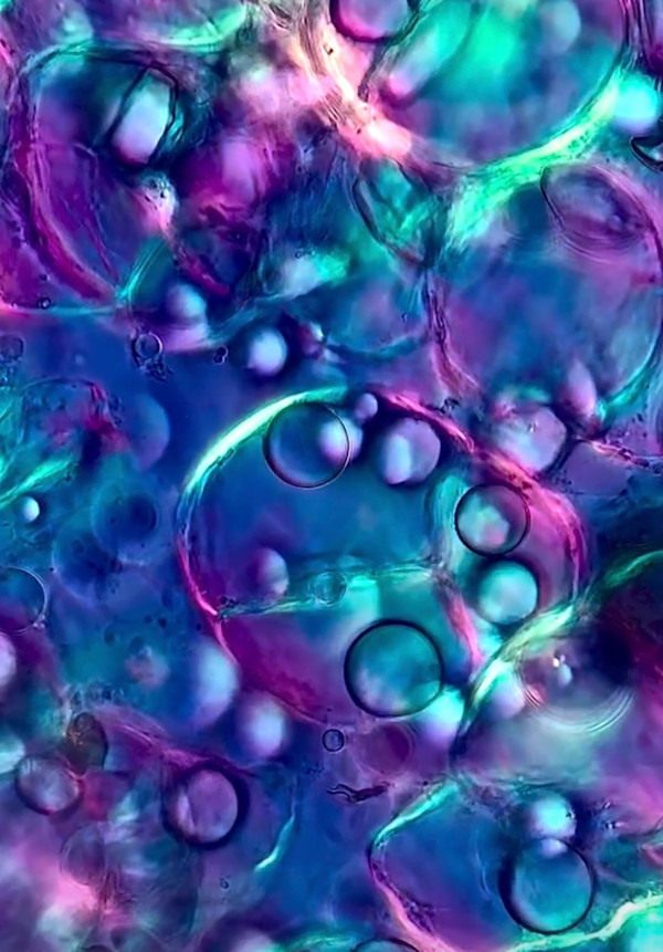 Macro 43 by Robin Moore