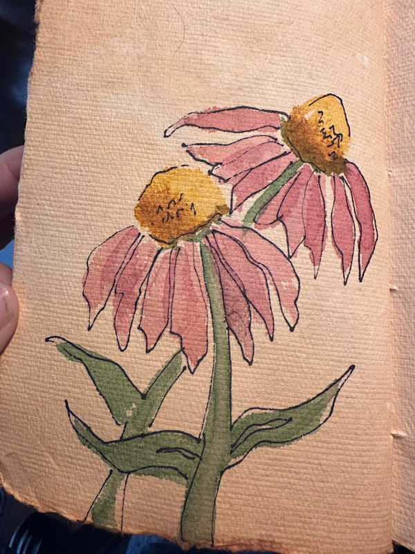 Pink Coneflower Sketch by Robin Moore