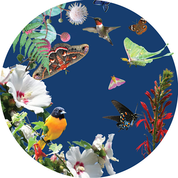 Kaleidoscope: Native Birds & Butterflies of Maryland by Jennifer Brewer Stone, Image 1.