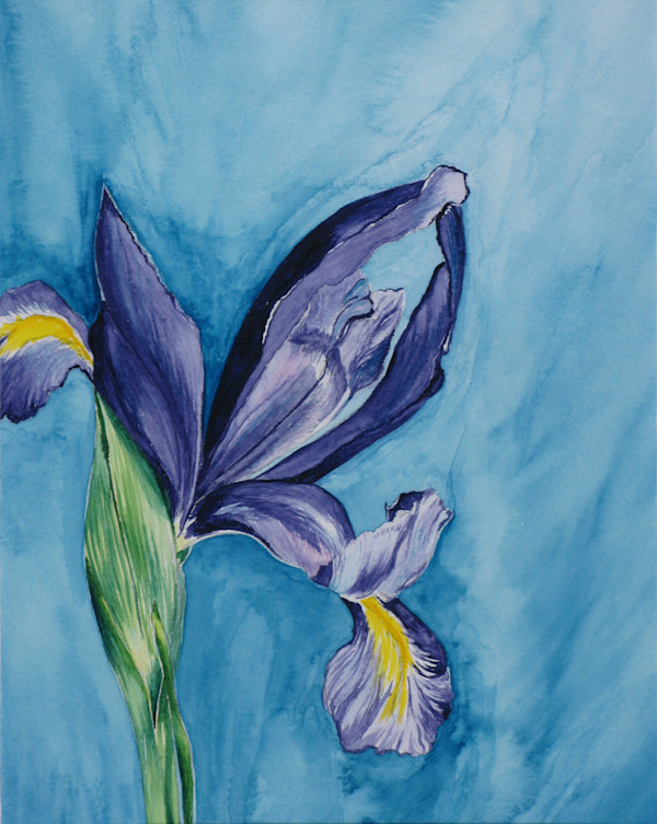 Iris by Jennifer Brewer Stone