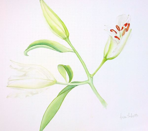 White Lily by Lisa Libretto