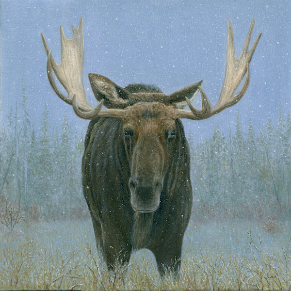 Bull Moose in the snow by Tarryl Gabel