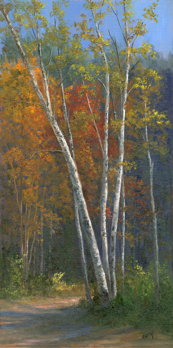 Young Birches by Tarryl Gabel