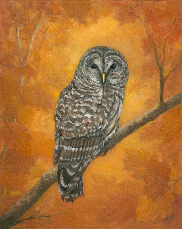 Autumn Glow, Barred Owl by Tarryl Gabel