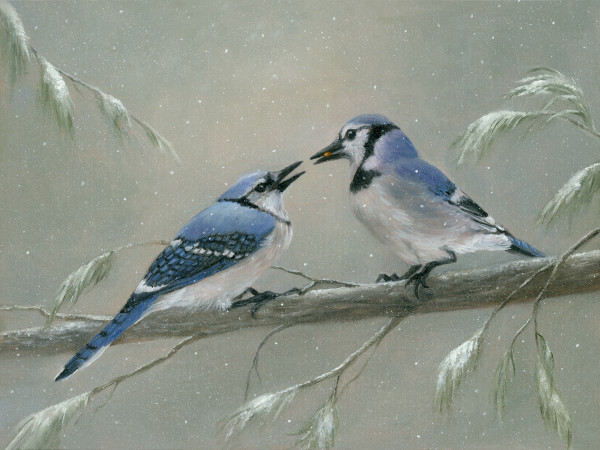 Bluejays on a branch by Tarryl Gabel
