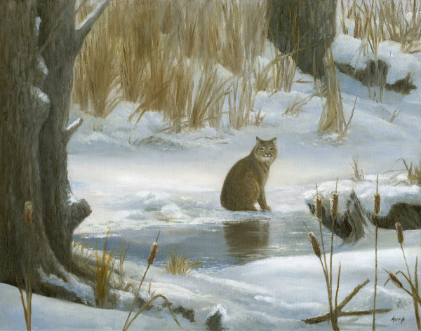Bobcat by Tarryl Gabel