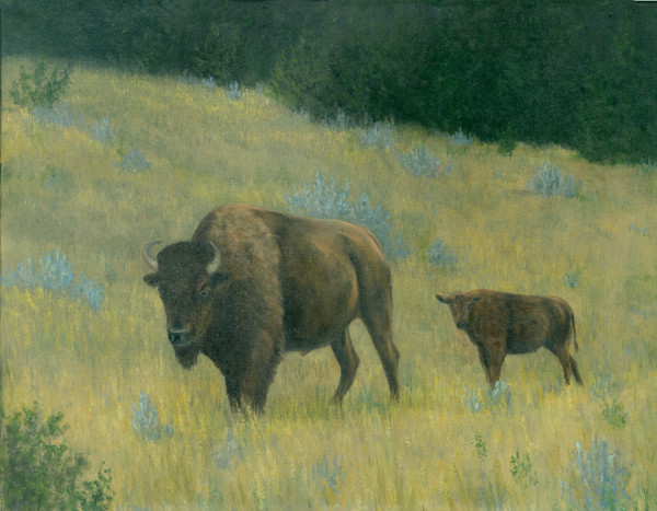 Buffalo and calf- Badlands by Tarryl Gabel