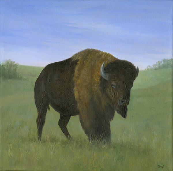 Buffalo Bull by Tarryl Gabel
