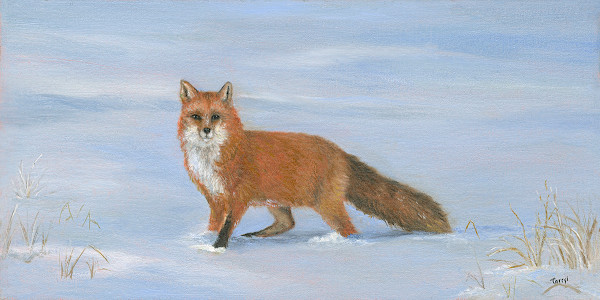 Red fox on alert by Tarryl Gabel