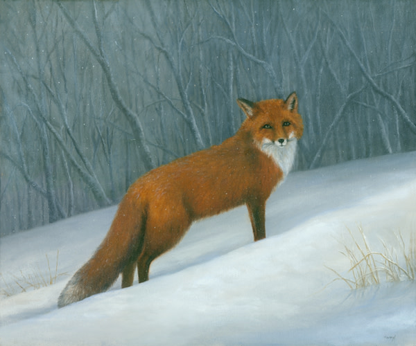 Red Fox-snow by Tarryl Gabel