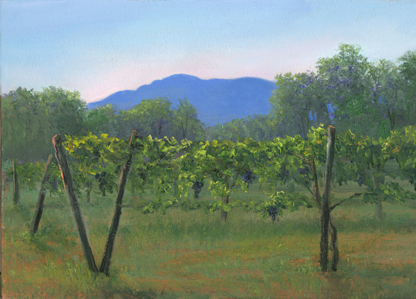 Ripe for the picking, vineyard at the villa by Tarryl Gabel, Image 1.