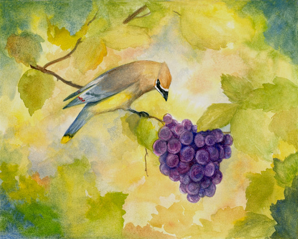 Waxwing in the vineyard by Tarryl Gabel, Image 1.