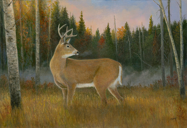 Whitetail  - Misty Adirondack Morning by Tarryl Gabel