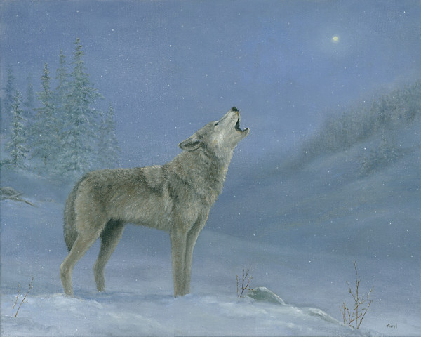 Gray Wolf howling at the moon by Tarryl Gabel