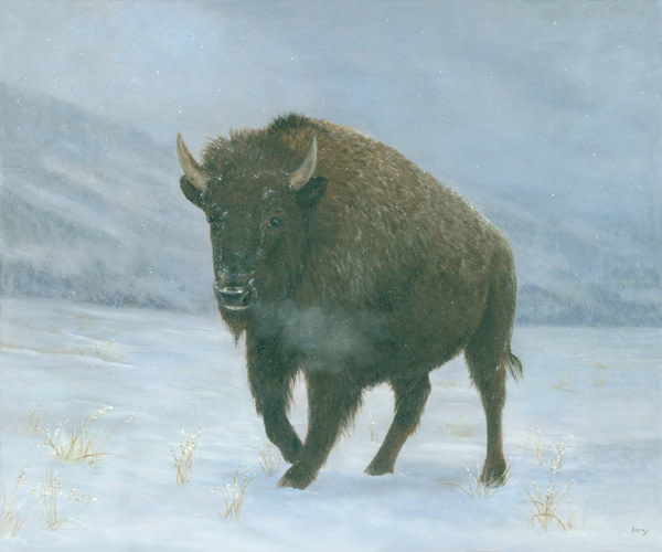 Young Bull- Bison in the snow by Tarryl Gabel