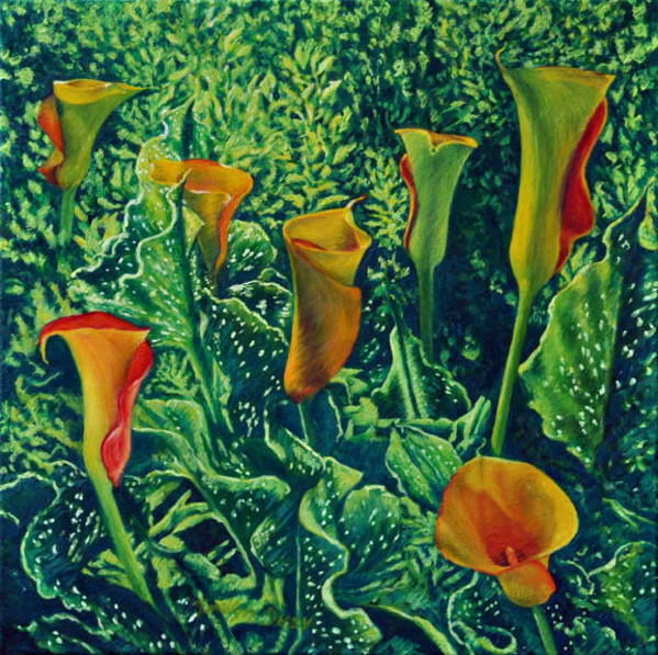 Callas from My Garden by Merrilyn Duzy