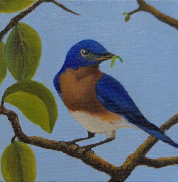 BLUEBIRD WITH A WORM by Brenda Francis
