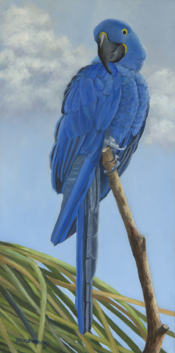 MACAW:  HYACINTH by Brenda Francis