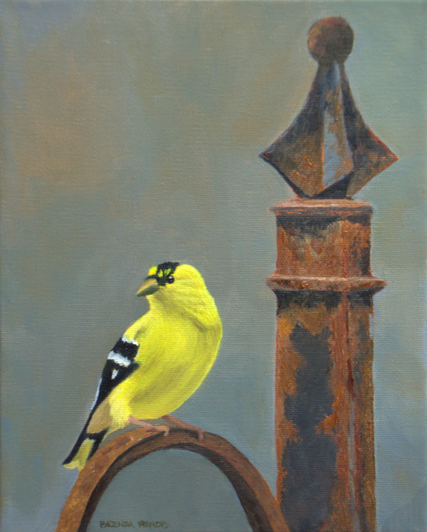 Goldie - Goldfinch on the Wrought Iron by Brenda Francis