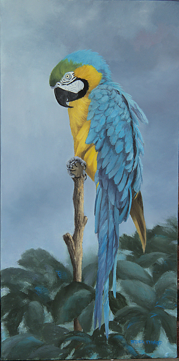 MACAW:  BLUE-AND-YELLOW MACAW by Brenda Francis