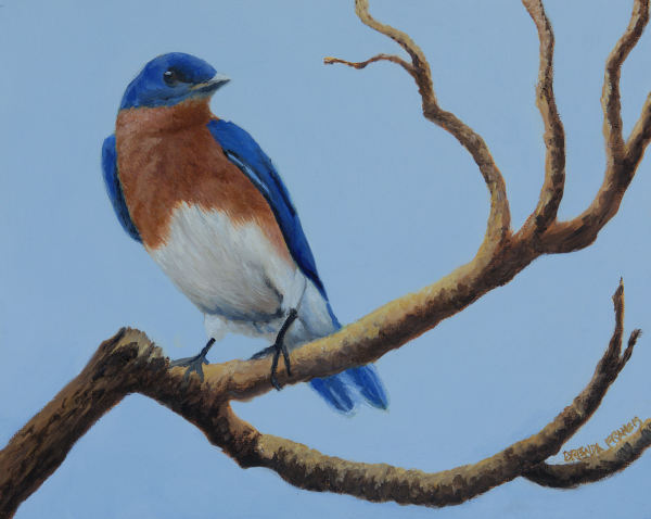 MR. BLUE BIRD by Brenda Francis