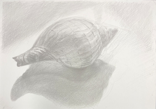 Tulip Shell, Sanibel by Monica Dix