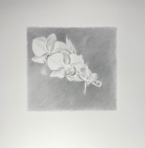 Moth Orchids at Midnight by Monica Dix