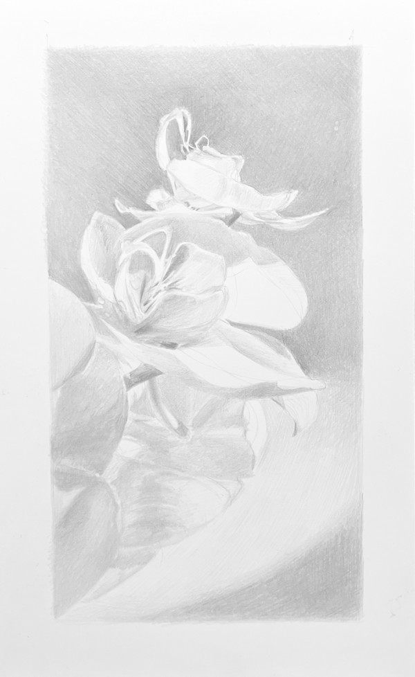 Moth Orchids at Noon by Monica Dix