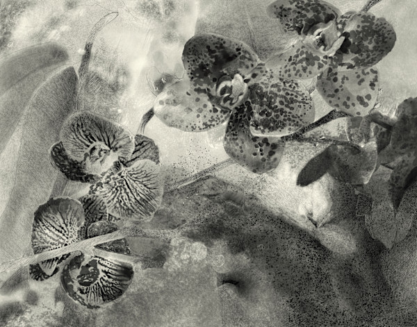Orchids at Dusk by Monica Dix