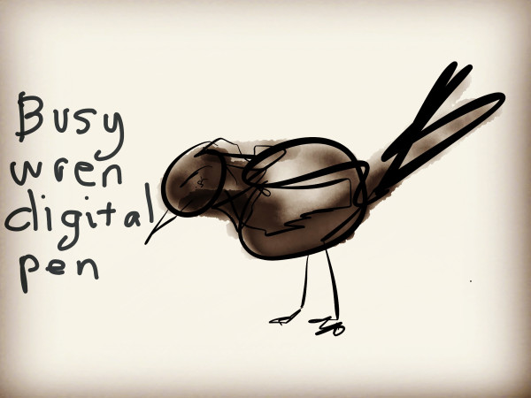 Busy Wren Digital Pen by Steve Baird