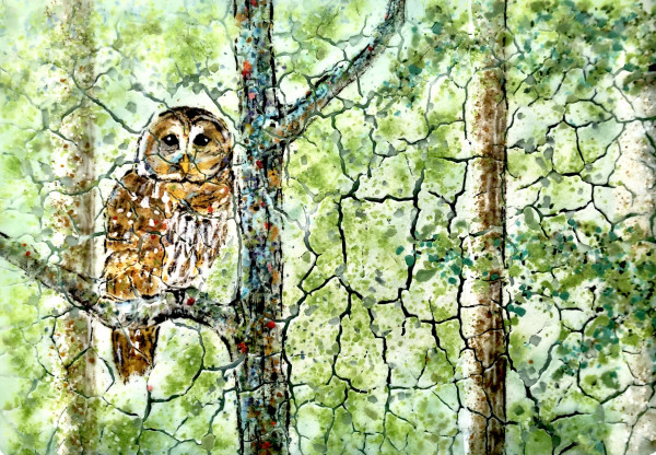 Barred Owl by Nancy Cann