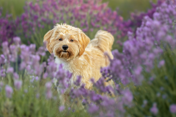 Amidst the Lavender by Jennifer McCallum, Image 1.