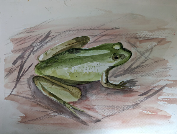 The Frog Who Lives in the Pond by Marie Siller