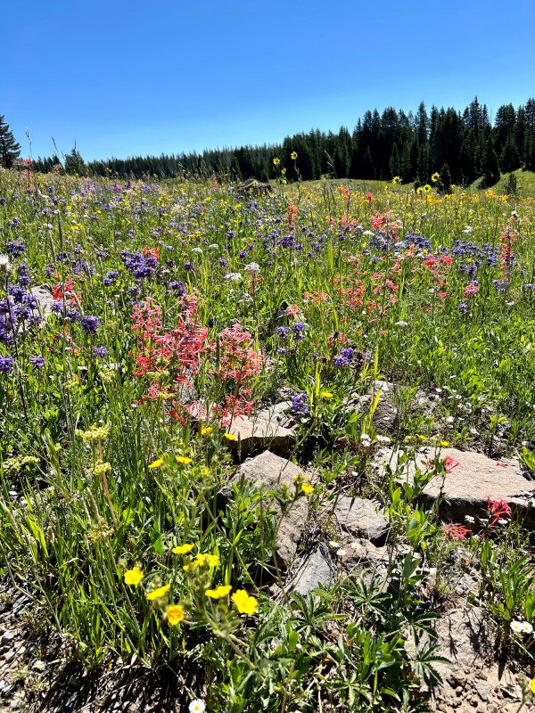 Grand Mesa National Forest – Colorado by Allison Carroll