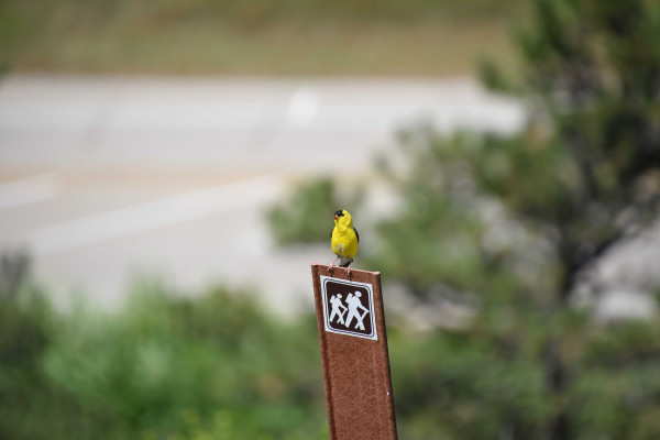 PHOTOGRAPHY WINNER – Why Walk When You Can Fly? by Phillip McCown