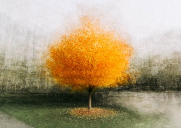 Autumn Tree by Thomas Rode