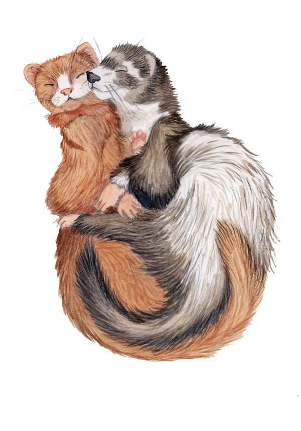Ferret Snuggle by Jennifer Carson