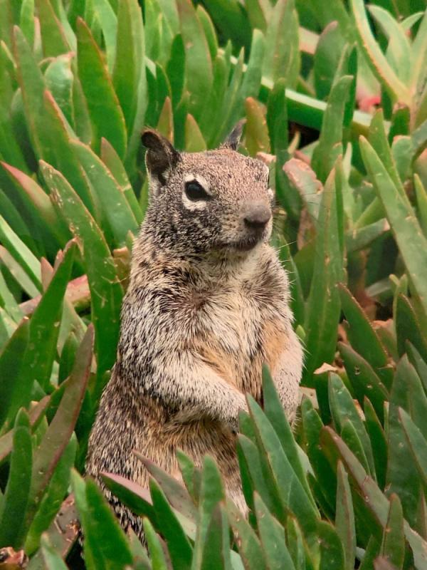 California Gopher by April Malis