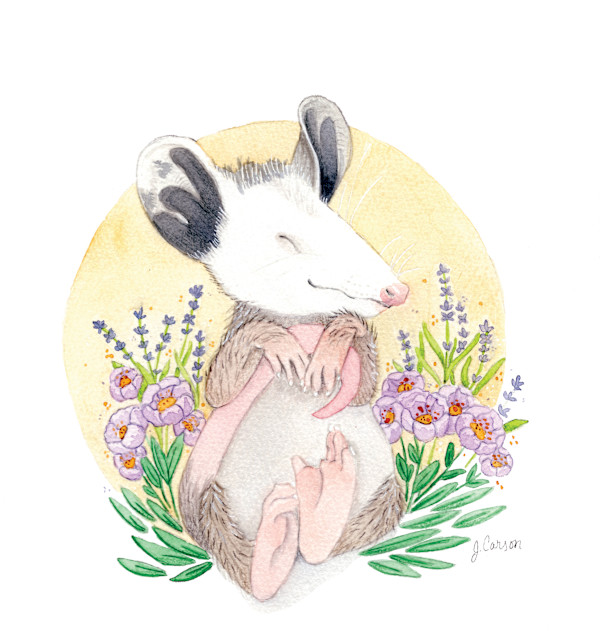 Sleepy Babies – Opossum by Jennifer Carson