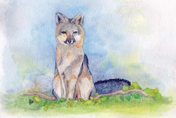 Grey Fox by Jennifer Carson