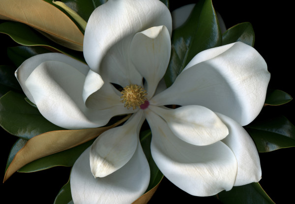 Magnolia by Laurie & Sarah Tennent