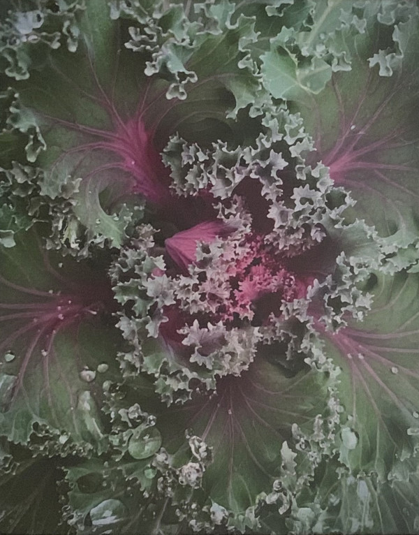 Garden Kale by Mitzi Rabe