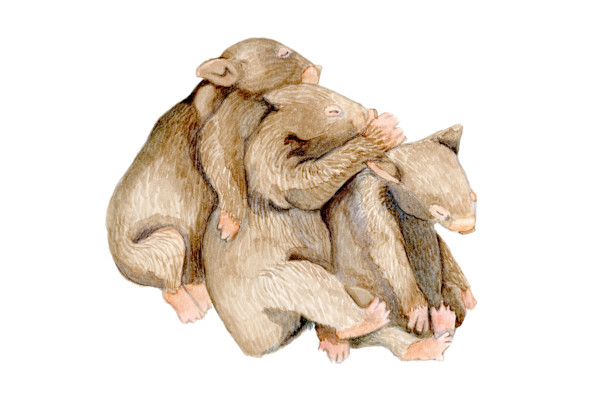 Wombat Snuggle by Jennifer Carson