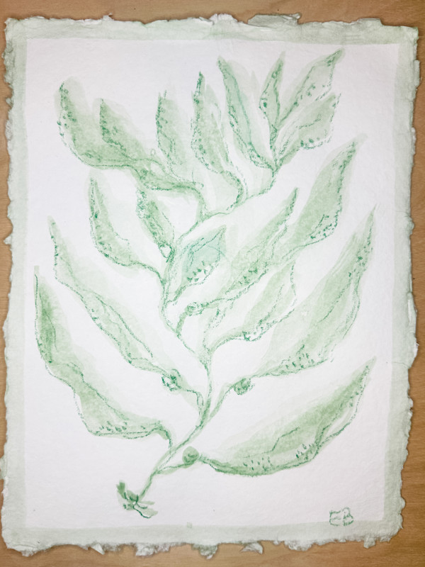 Green Sea Kelp No. 2 by Elizabeth Bernheisel