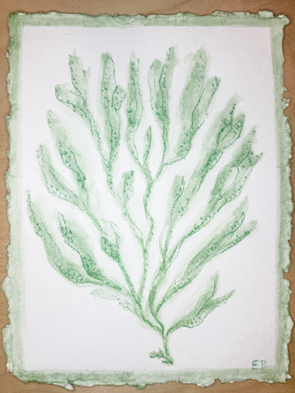 Green Sea Kelp No. 3 by Elizabeth Bernheisel