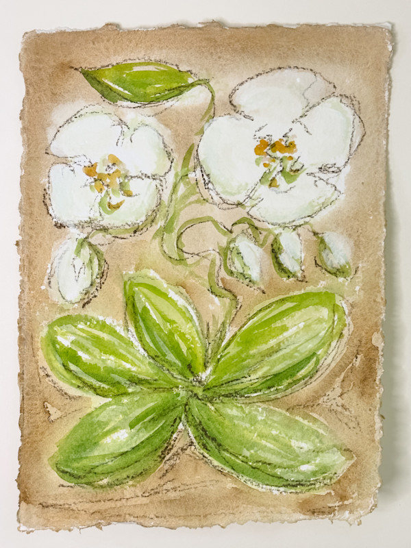 Wild Orchid on Sepia No 2 by Elizabeth Bernheisel, Image 1.